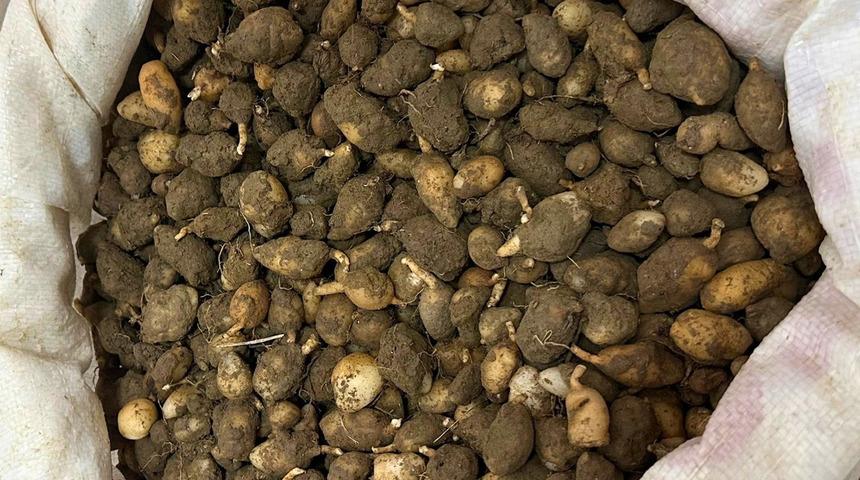 Bu bitkiyi s&ouml;kmek pahalıya patlıyor: Yarım milyonluk ceza!