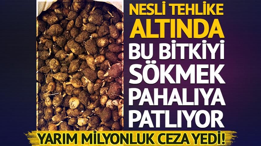Nesli tehlike altında: Bu bitkiyi s&ouml;kmek pahalıya patlıyor!