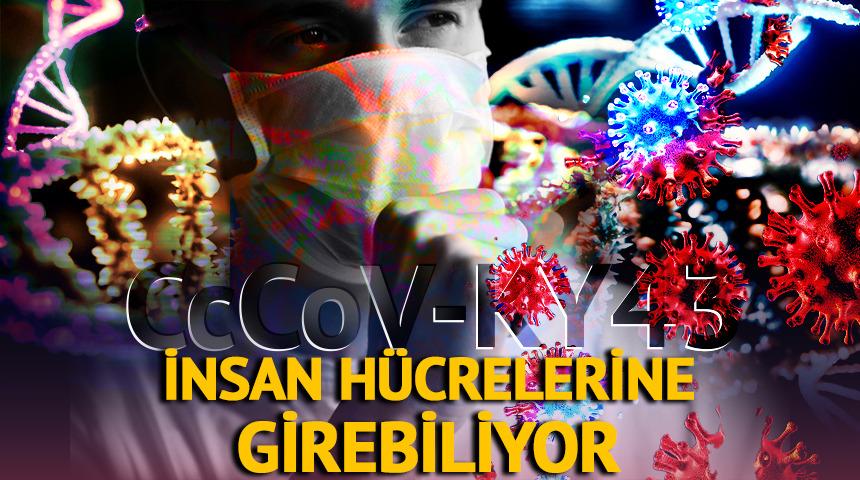 Yeni vir&uuml;s insan h&uuml;crelerine girebiliyor! CcCoV-KY43 paniği