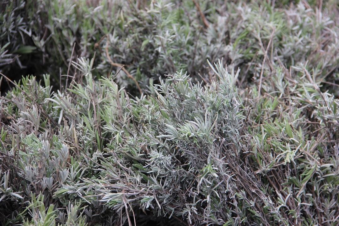 Kadınların yeni g&ouml;zdesi 'lavanta yağı'