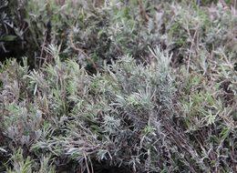 Kadınların yeni gözdesi 'lavanta yağı'