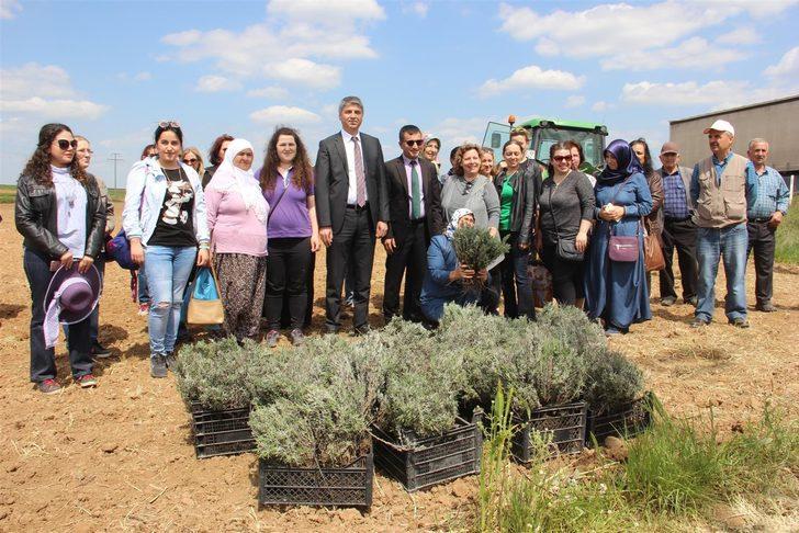 Kadınların yeni gözdesi 'lavanta yağı' G3