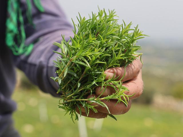 Hasadı erken başladı: 400 liradan alıcı buluyor! Kaynatıp &ccedil;ay gibi i&ccedil;en bile var