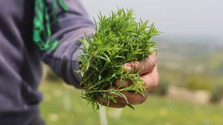 Hasadı erken başladı: 400 liradan alıcı buluyor! Kaynatıp çay gibi içen bile var