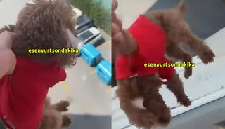 K&ouml;peği sarkıtıp videoya &ccedil;ekti: "Babası kurtarsın Kuki'yi"