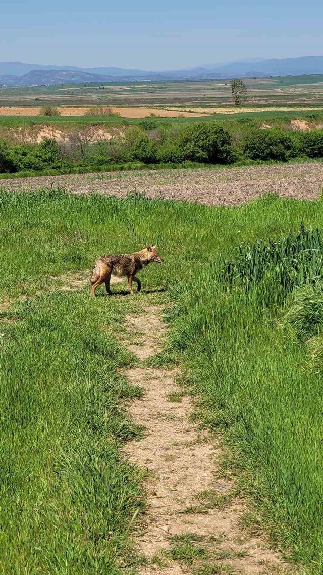 Edirne&rsquo;de a&ccedil; kalan &ccedil;akal k&ouml;ye indi 6