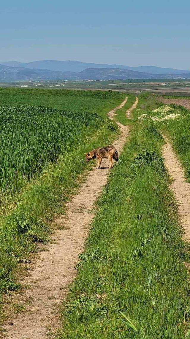 Edirne&rsquo;de a&ccedil; kalan &ccedil;akal k&ouml;ye indi 5