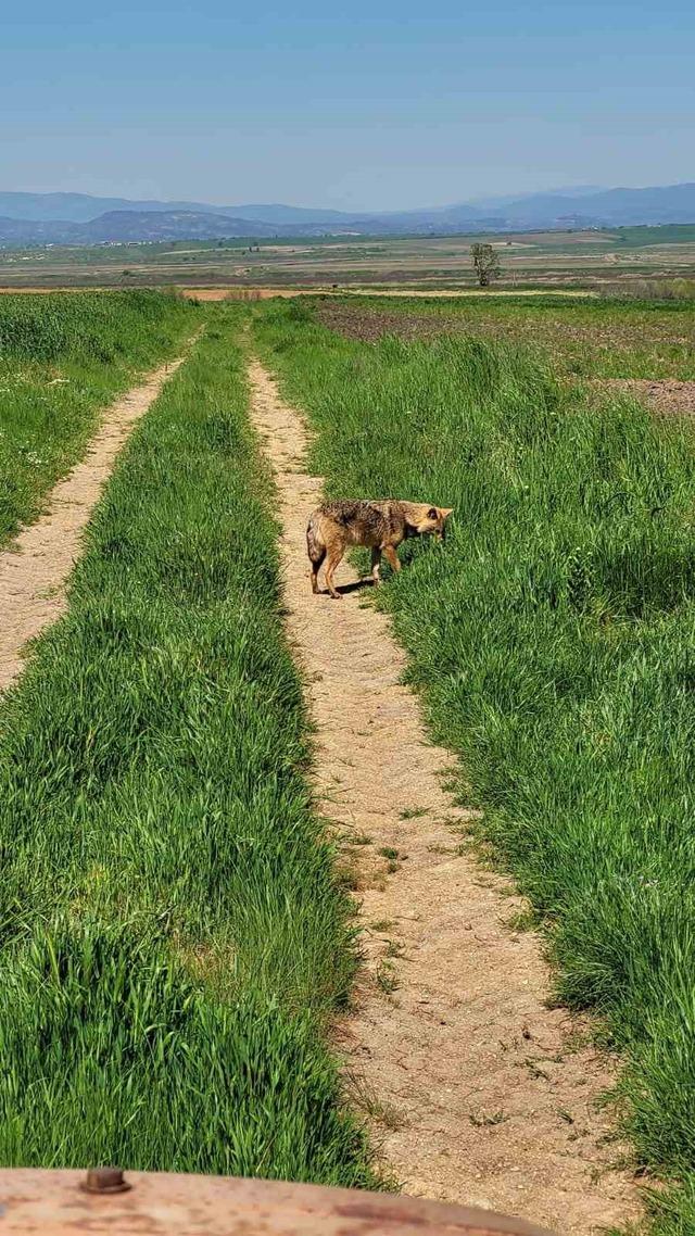 Edirne&rsquo;de a&ccedil; kalan &ccedil;akal k&ouml;ye indi 4