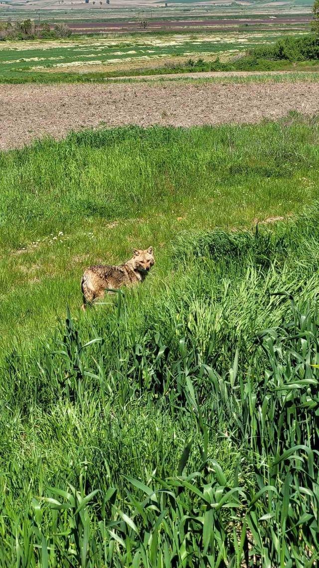 Edirne&rsquo;de a&ccedil; kalan &ccedil;akal k&ouml;ye indi 2
