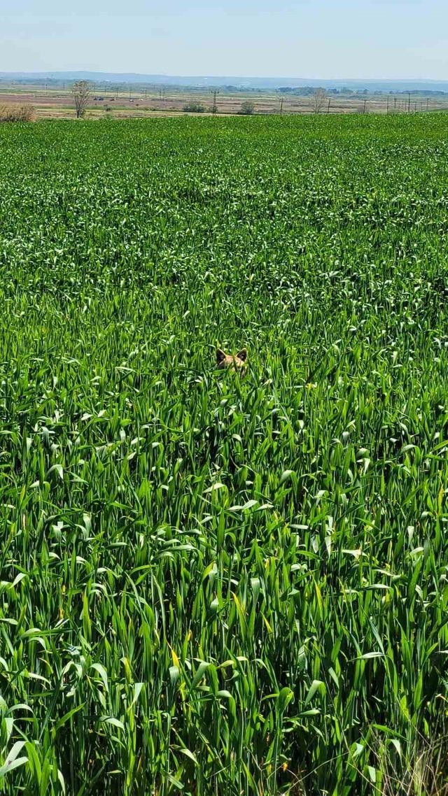 Edirne&rsquo;de a&ccedil; kalan &ccedil;akal k&ouml;ye indi 1