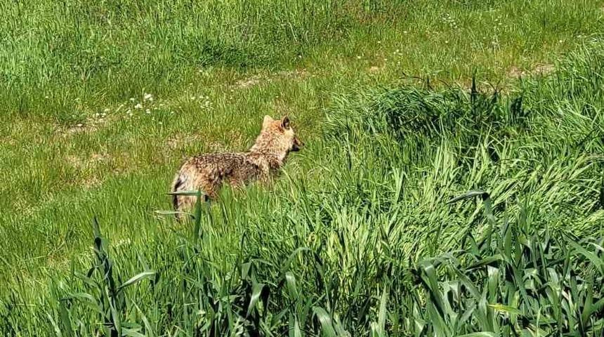 Edirne&rsquo;de a&ccedil; kalan &ccedil;akal k&ouml;ye indi
