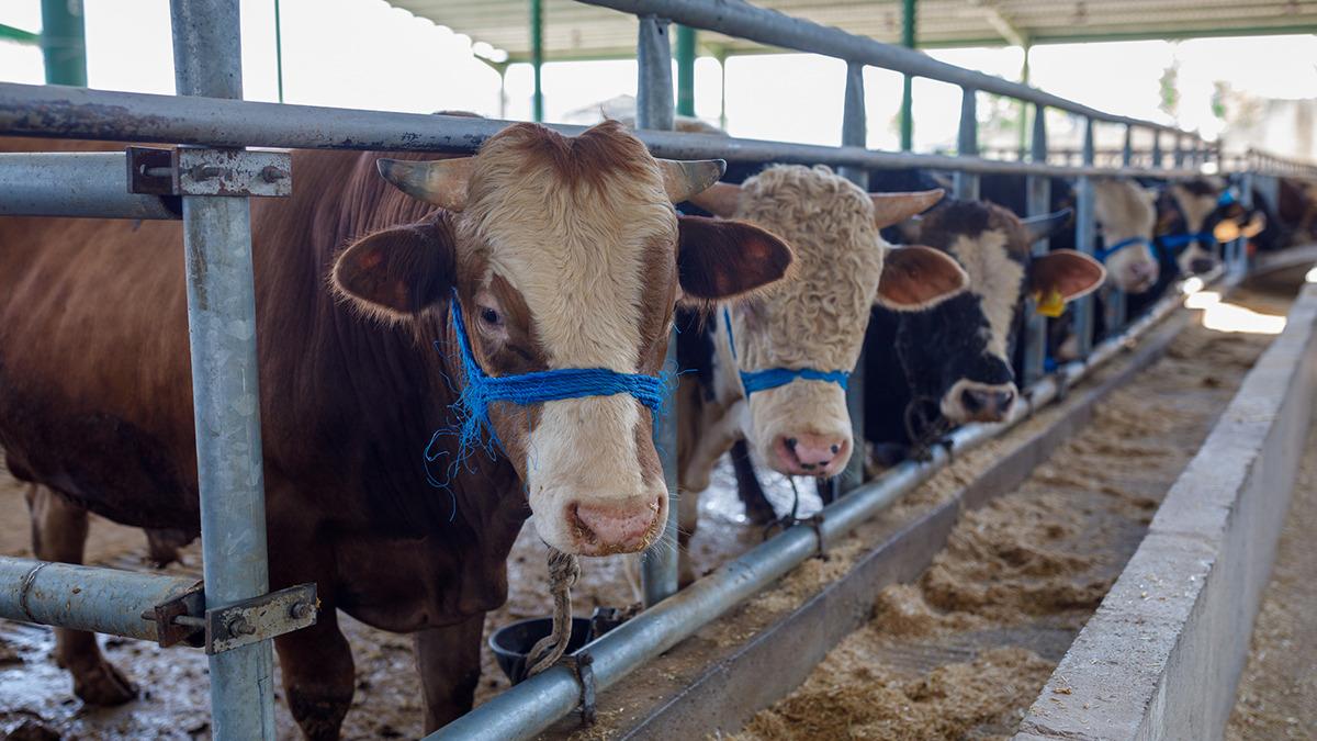 Bayram öncesi Bakanlıktan tedbir! Bu uyarılara dikkat