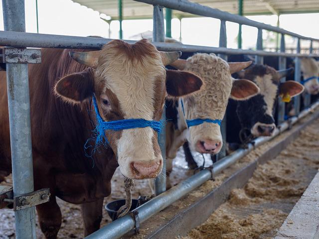 Bayram &ouml;ncesi Bakanlıktan tedbir! Bu uyarılara dikkat