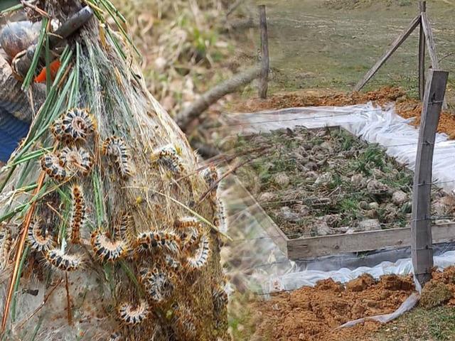 M&uuml;cadele başladı! Tek tek toplanıp imha ediliyor