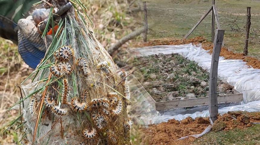 &Ccedil;am Kese b&ouml;ceğiyle m&uuml;cadele başladı! Tek tek toplanıp imha ediliyor