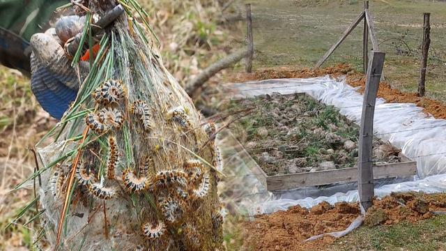 Çam Kese böceğiyle mücadele başladı! Tek tek toplanıp imha ediliyor