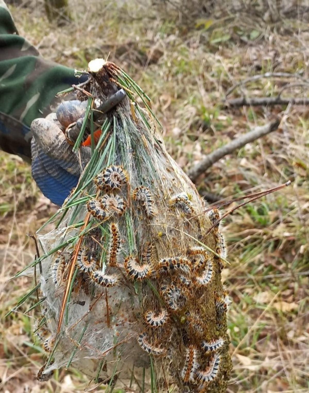 &Ccedil;am Kese b&ouml;ceğiyle m&uuml;cadele başladı! Tek tek toplanıp imha ediliyor 2