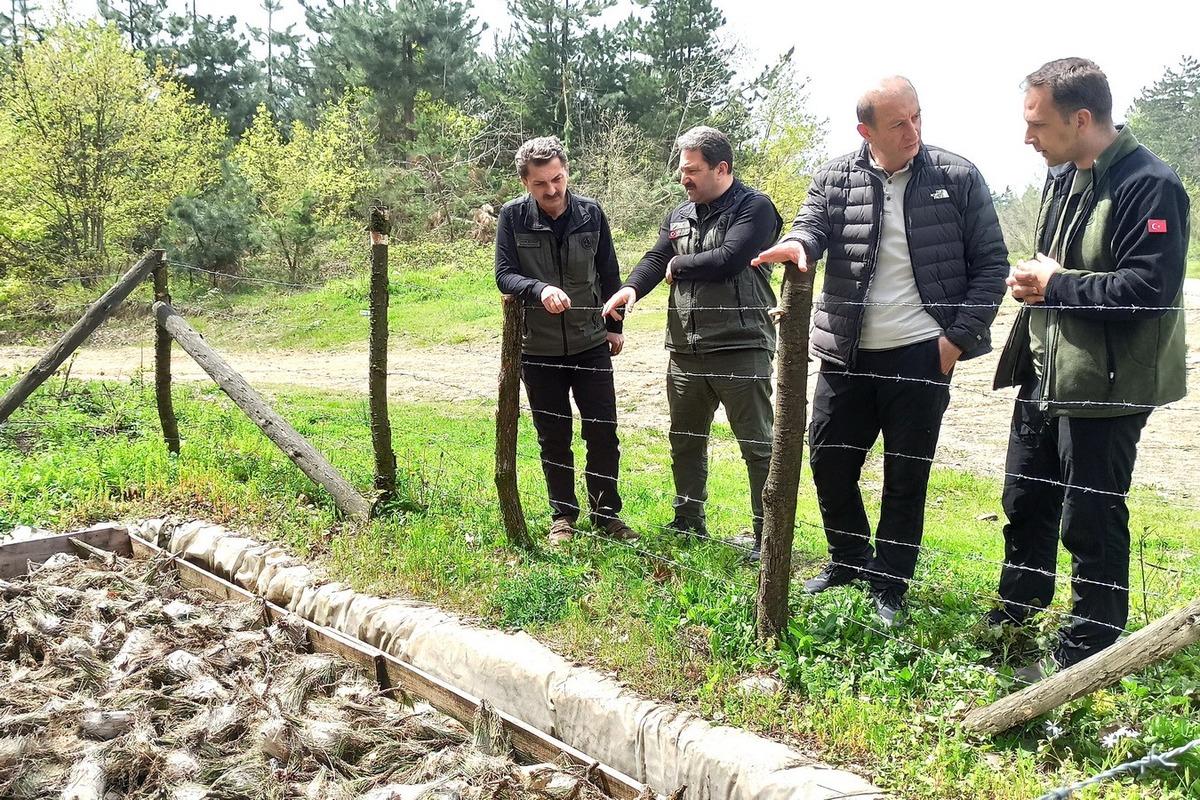 &Ccedil;am Kese b&ouml;ceğiyle m&uuml;cadele başladı! Tek tek toplanıp imha ediliyor 3