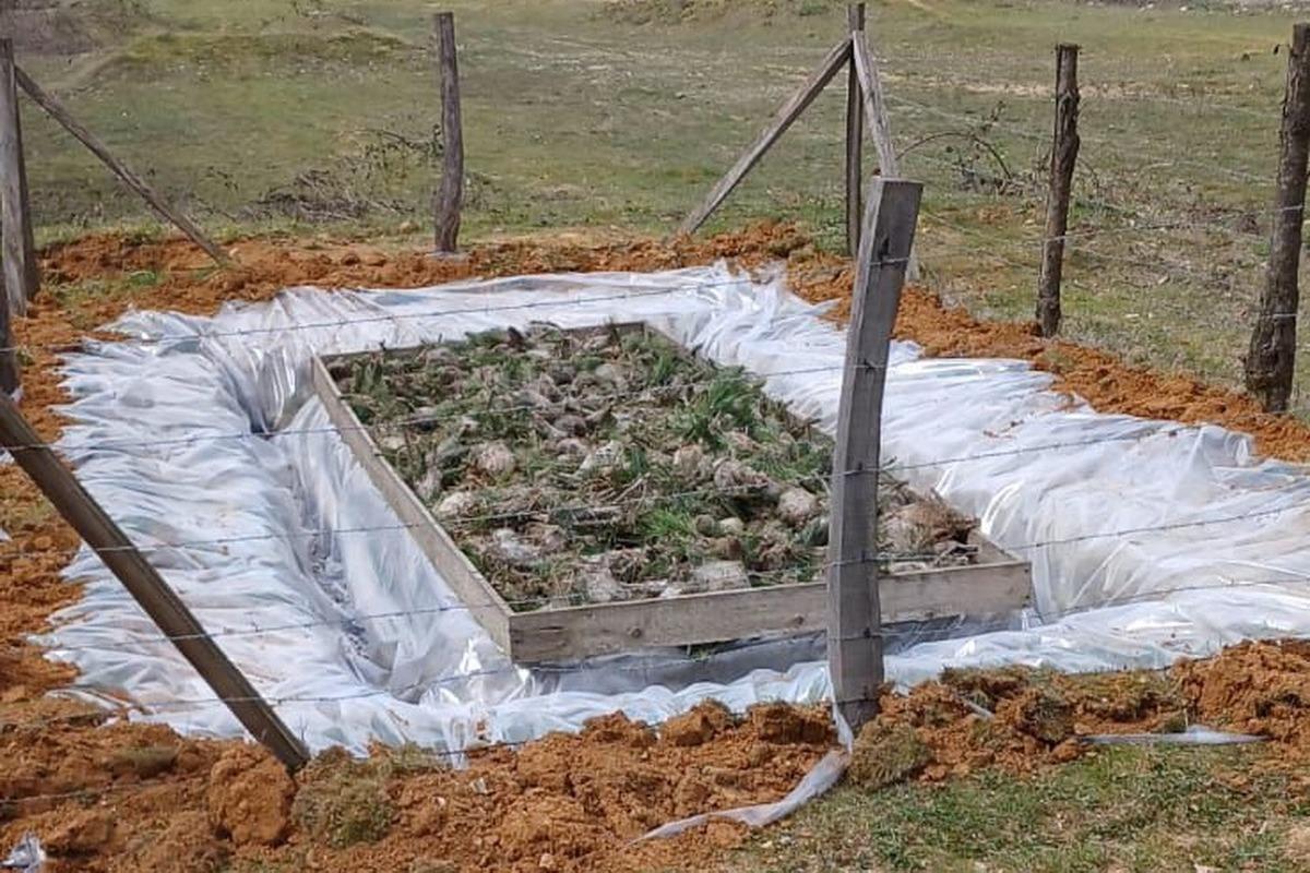 &Ccedil;am Kese b&ouml;ceğiyle m&uuml;cadele başladı! Tek tek toplanıp imha ediliyor 1