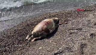 Yer: Antalya! Deniz kaplumbağası &ouml;l&uuml;s&uuml; sahile vurdu