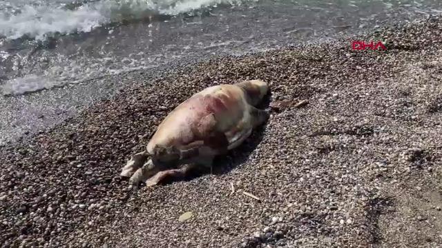 Yer: Antalya! Deniz kaplumbağası ölüsü sahile vurdu