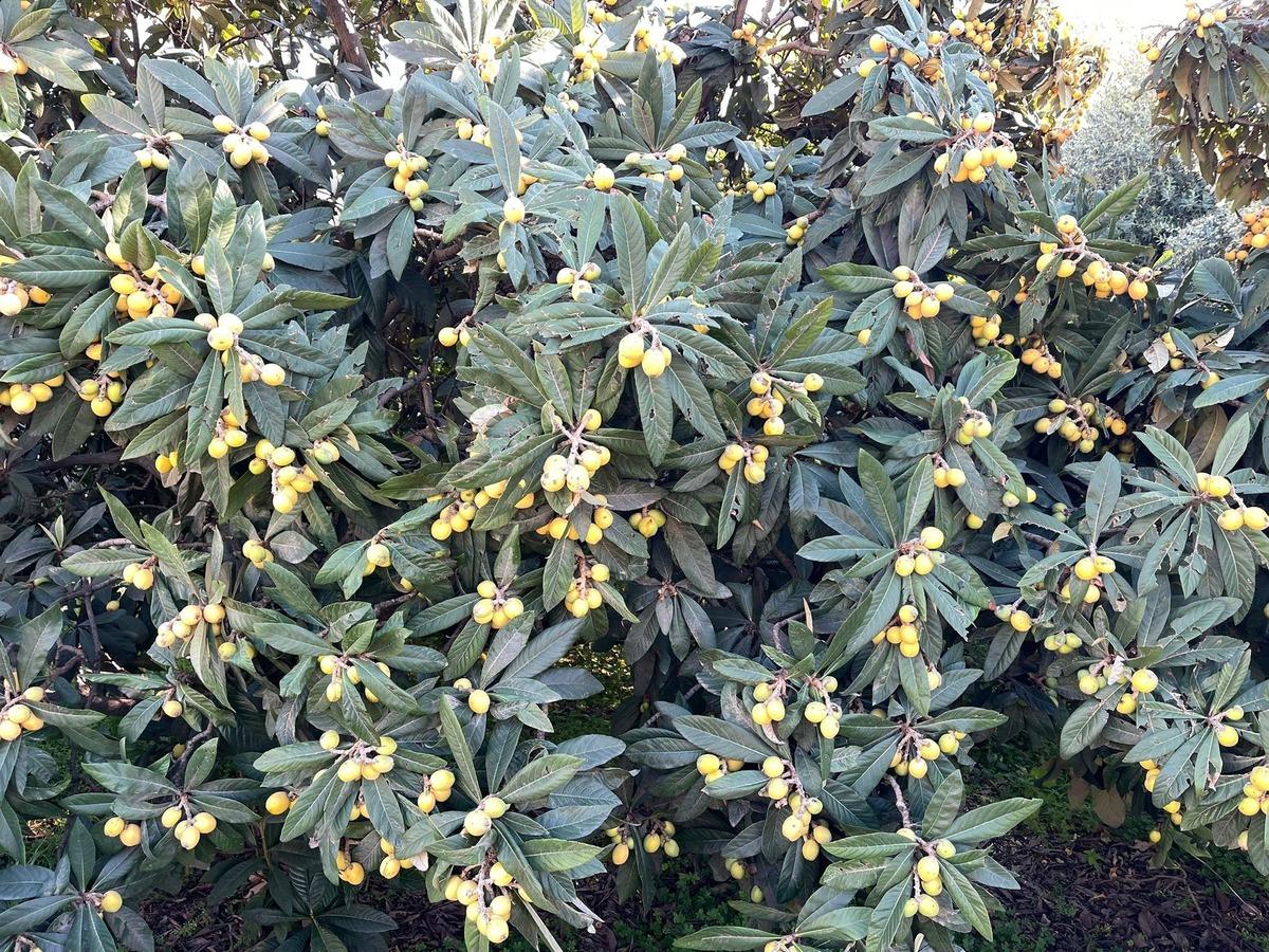 Bir zamanların g&ouml;zdesiydi, şimdi &uuml;cretsiz dağıtılıyor!  3