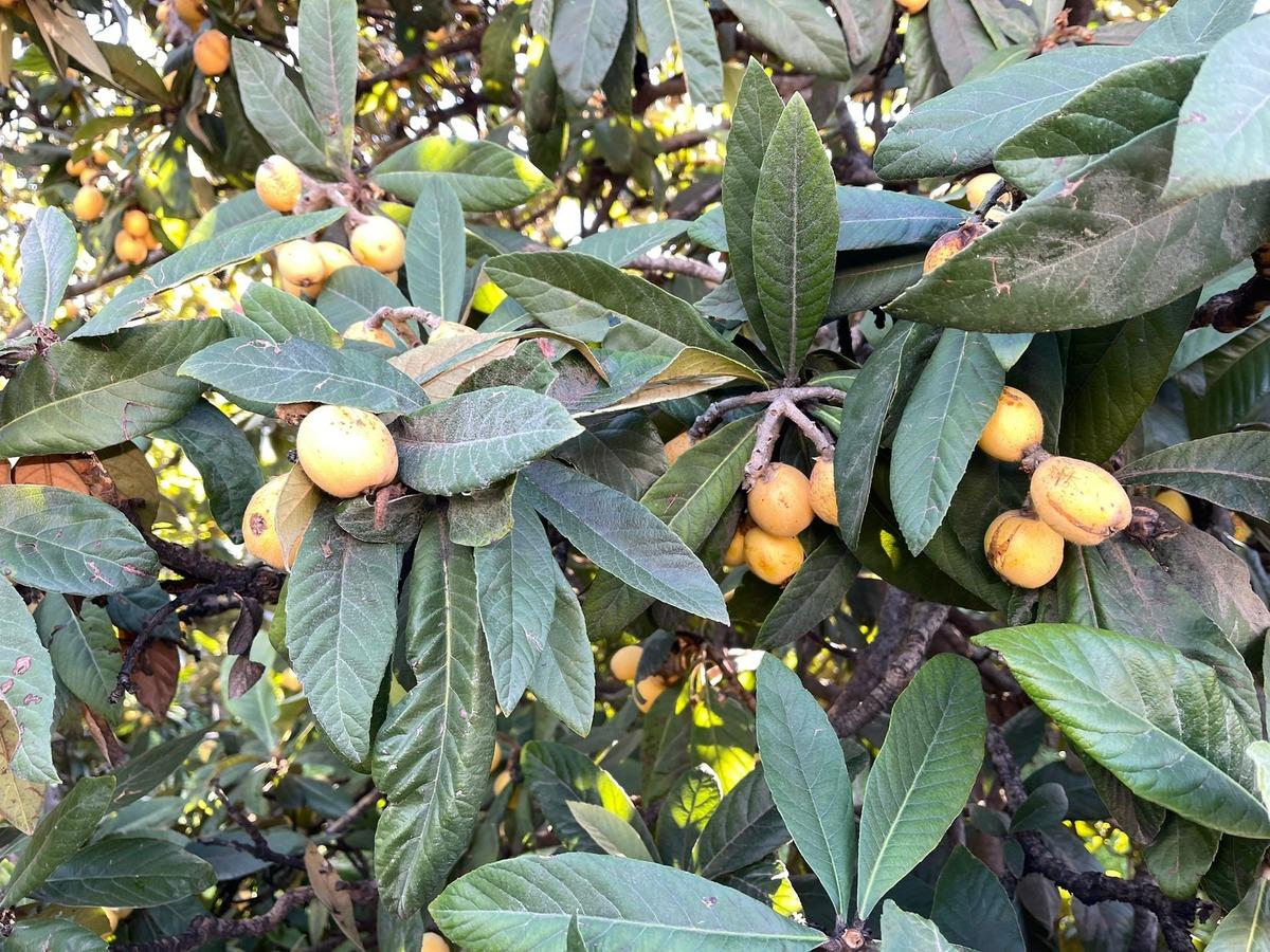 Bir zamanların g&ouml;zdesiydi, şimdi &uuml;cretsiz dağıtılıyor!  8