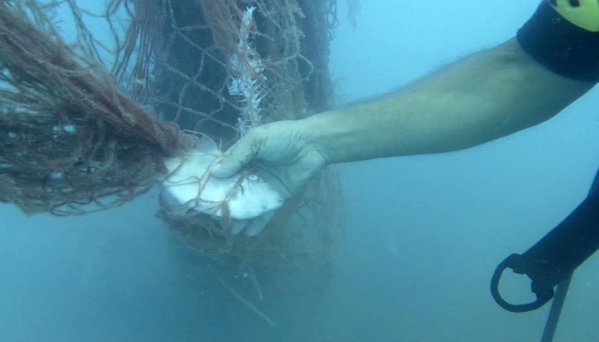 1,5 milyon deniz canlısı kurtarıldı:  Hayalet ağlar  temizlendi! 3