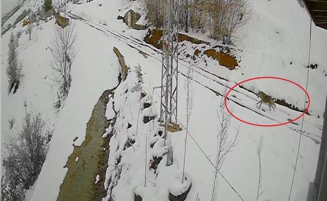 Bayburt&rsquo;ta nefes kesen kovalamaca: Tavşanın kurdu atlattığı anlar kamerada 1