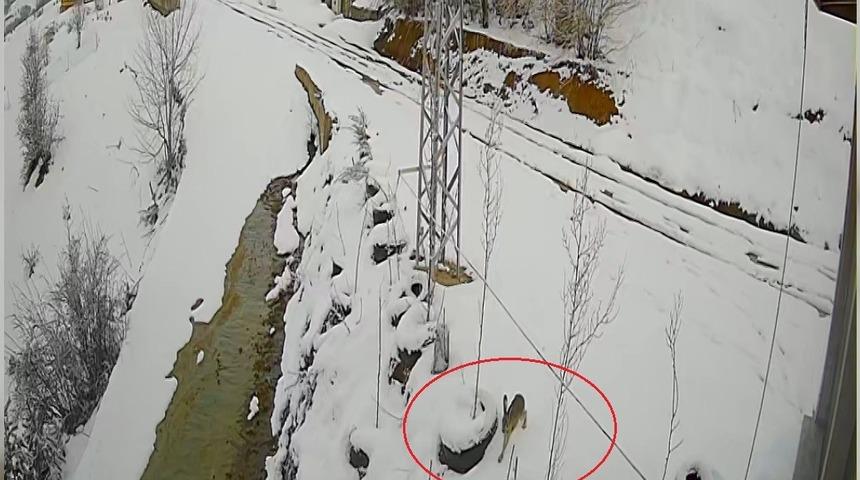 Bayburt&rsquo;ta nefes kesen kovalamaca: Tavşanın kurdu atlattığı anlar kamerada