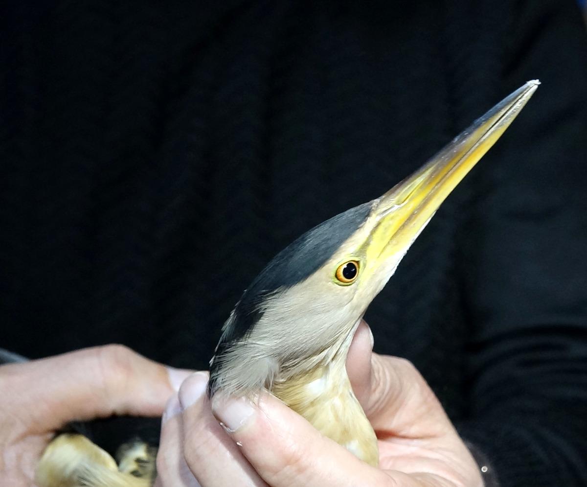 Teori, pratiğe d&ouml;n&uuml;şt&uuml;! Nesli t&uuml;kenme tehlikesindeydi: &Ouml;ğrenciler kurtardı! 6