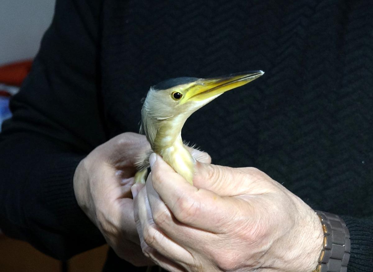 Teori, pratiğe d&ouml;n&uuml;şt&uuml;! Nesli t&uuml;kenme tehlikesindeydi: &Ouml;ğrenciler kurtardı! 5