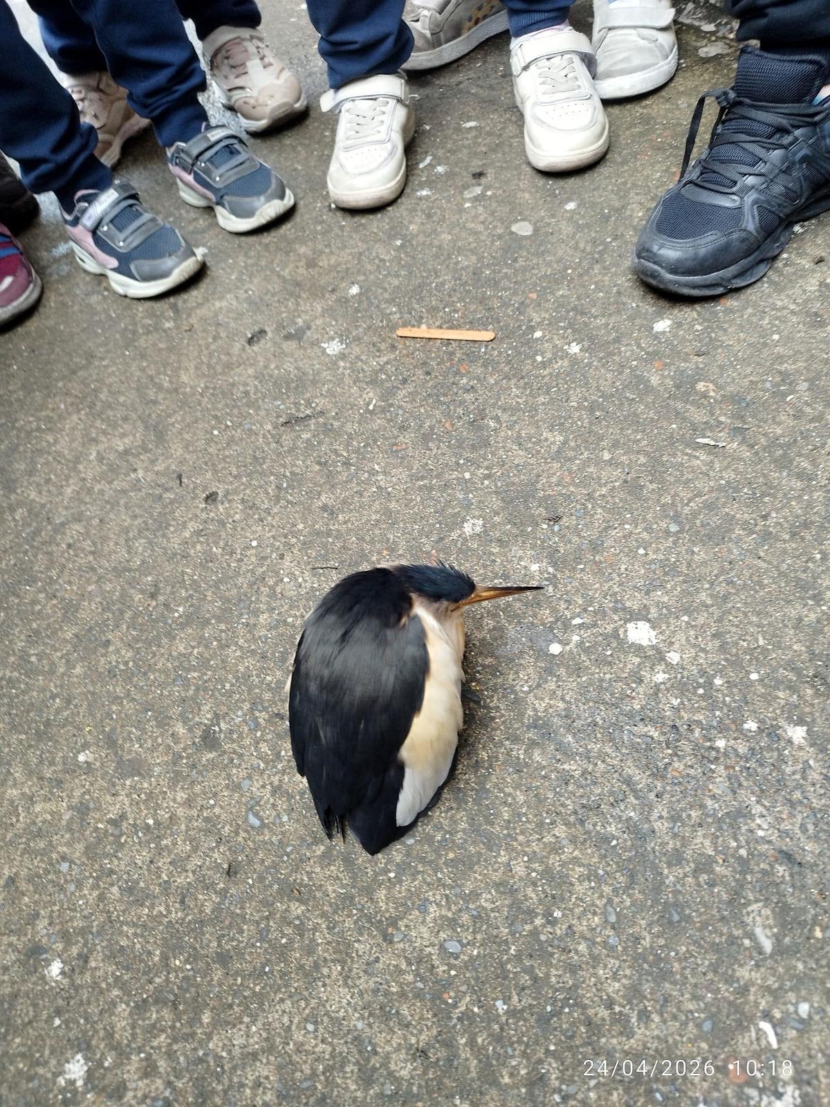 Teori, pratiğe d&ouml;n&uuml;şt&uuml;! Nesli t&uuml;kenme tehlikesindeydi: &Ouml;ğrenciler kurtardı! 3