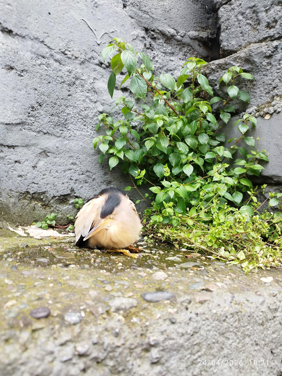 Teori, pratiğe d&ouml;n&uuml;şt&uuml;! Nesli t&uuml;kenme tehlikesindeydi: &Ouml;ğrenciler kurtardı! 1