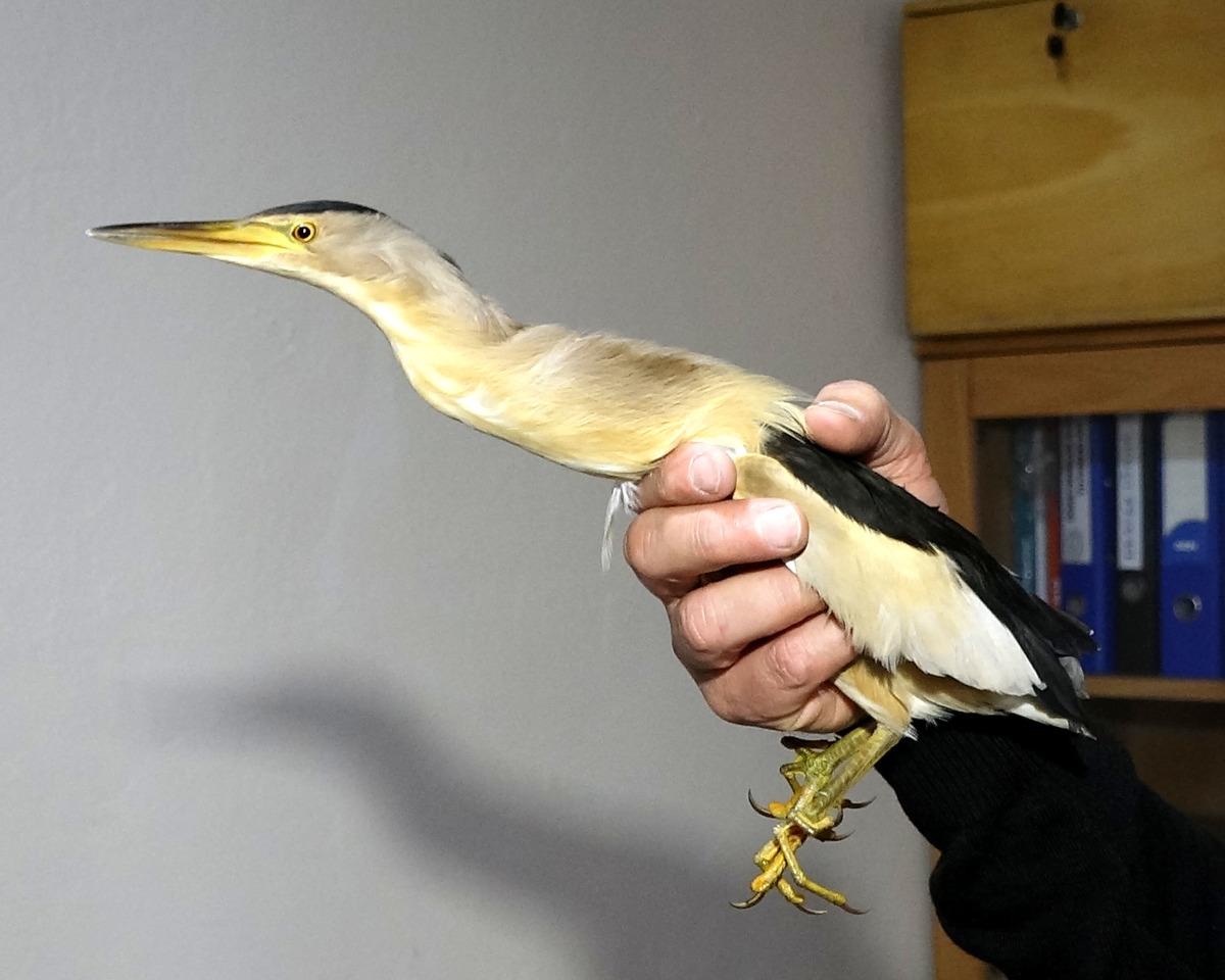 Teori, pratiğe d&ouml;n&uuml;şt&uuml;! Nesli t&uuml;kenme tehlikesindeydi: &Ouml;ğrenciler kurtardı! 4