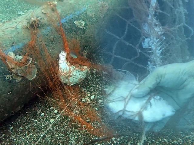 1,5 milyon deniz canlısı kurtarıldı: 'Hayalet ağlar' temizlendi!