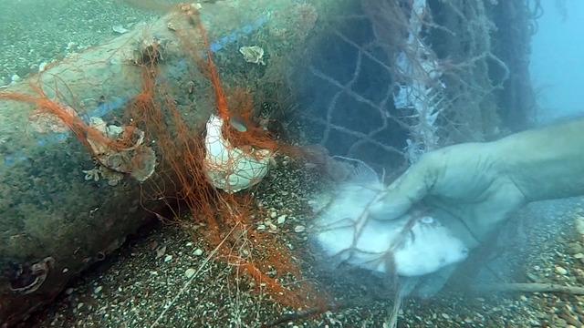 1,5 milyon deniz canlısı kurtarıldı: 'Hayalet ağlar' temizlendi!