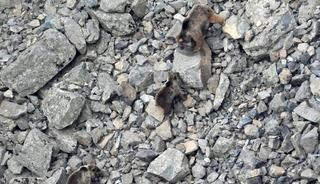 Kış uykusundan uyanan ayı ailesi kameralara yansıdı