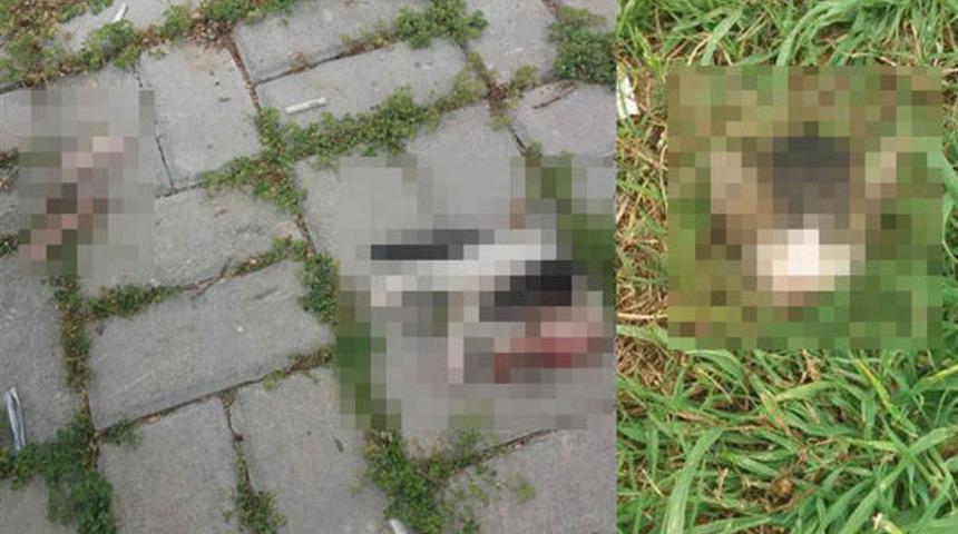 Antalya'da vahşet! Yavru kediyi kafasını ve bacaklarını keserek öldürdüler!