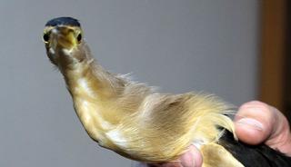 Nesli t&uuml;kenme tehlikesindeydi: &Ouml;ğrenciler kurtardı!