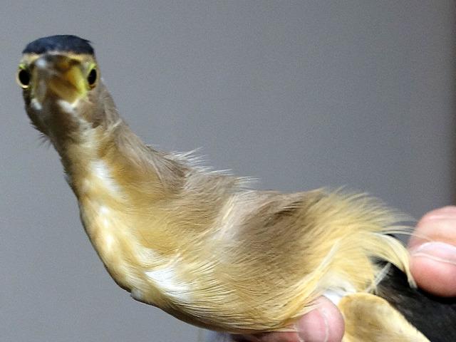 Nesli t&uuml;kenme tehlikesindeydi: &Ouml;ğrenciler kurtardı!