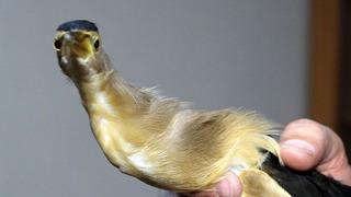 Teori, pratiğe dönüştü! Nesli tükenme tehlikesindeydi: Öğrenciler kurtardı!