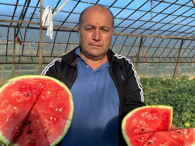 Antalya'da seralarda yetiştirilen sezonun ilk karpuzları hasat ediliyor