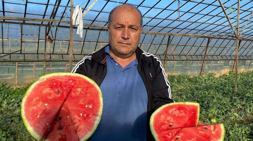 Antalya'da seralarda yetiştirilen sezonun ilk karpuzları hasat ediliyor