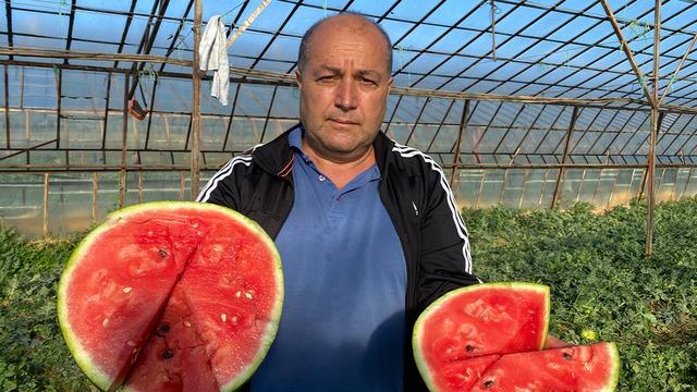  Antalya'da seralarda yetiştirilen sezonun ilk karpuzları hasat ediliyor