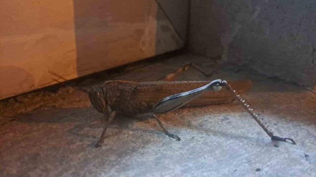 Yer: Diyarbakır! G&ouml;renler adeta dondu kaldı 1