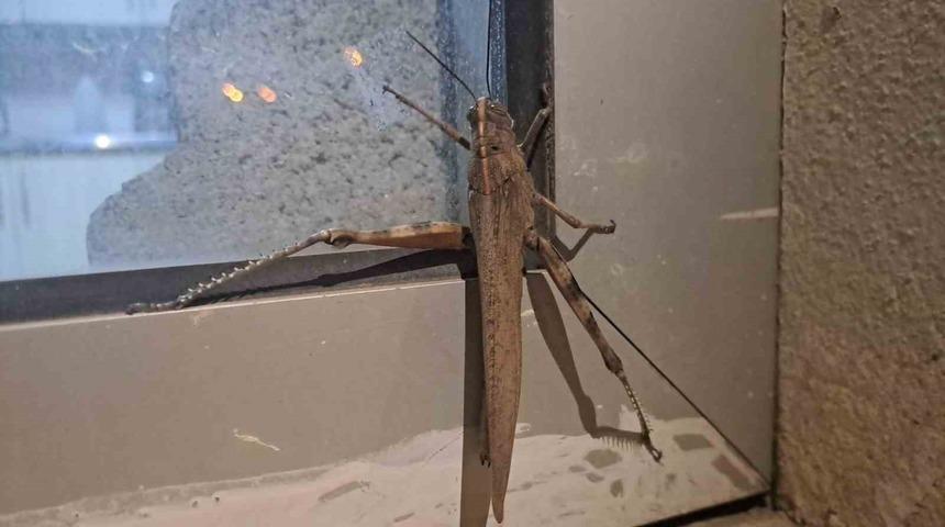 Yer: Diyarbakır! G&ouml;renler adeta dondu kaldı