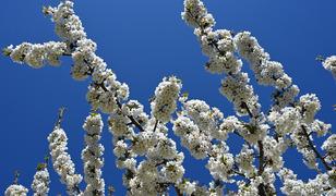 Demirci kirazında hedef 20 bin ton rekolte!