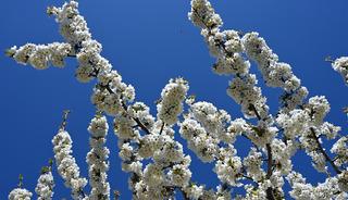 Demirci kirazında hedef 20 bin ton rekolte!