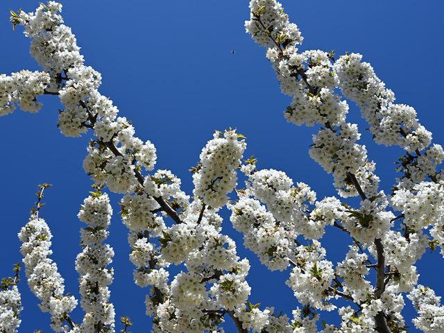 Demirci kirazında hedef 20 bin ton rekolte!